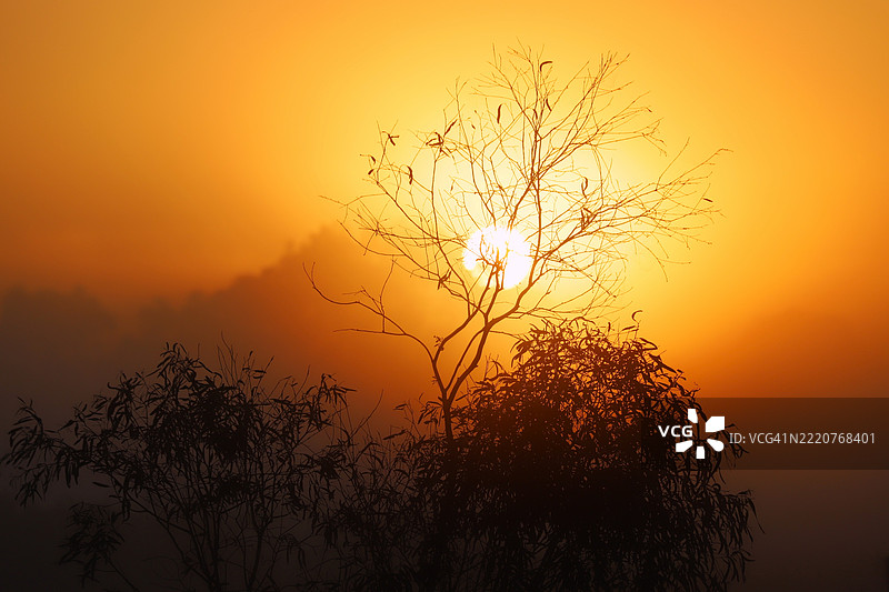 橙色天空下的树木剪影图片素材