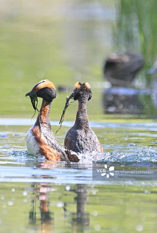 萨斯卡通，萨斯喀彻温省，加拿大湖泊中的鸟类特写图片素材