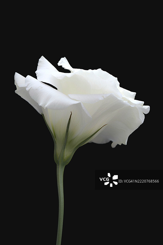 黑色背景下的花朵特写图片素材