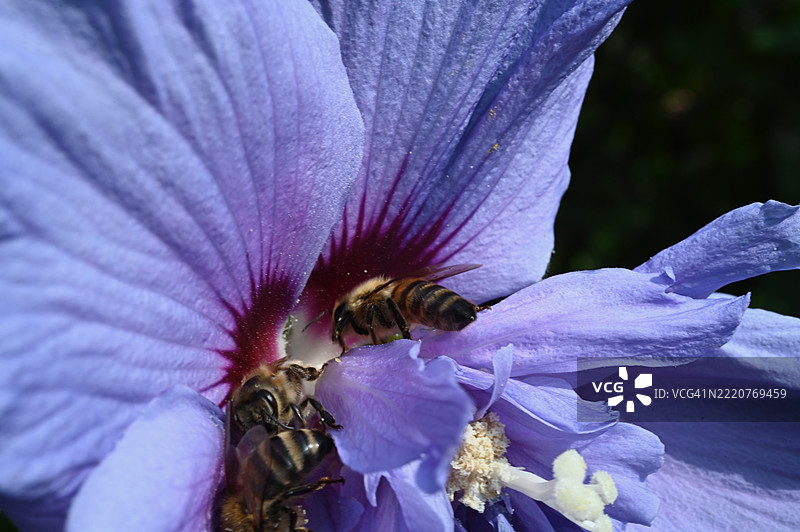 紫色花朵上的蜜蜂特写图片素材