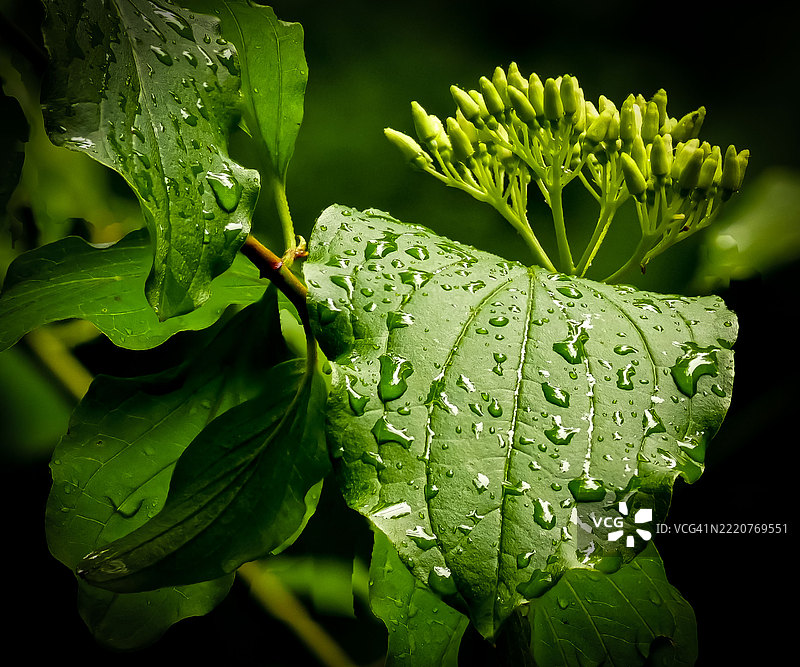 叶子上的雨滴特写图片素材