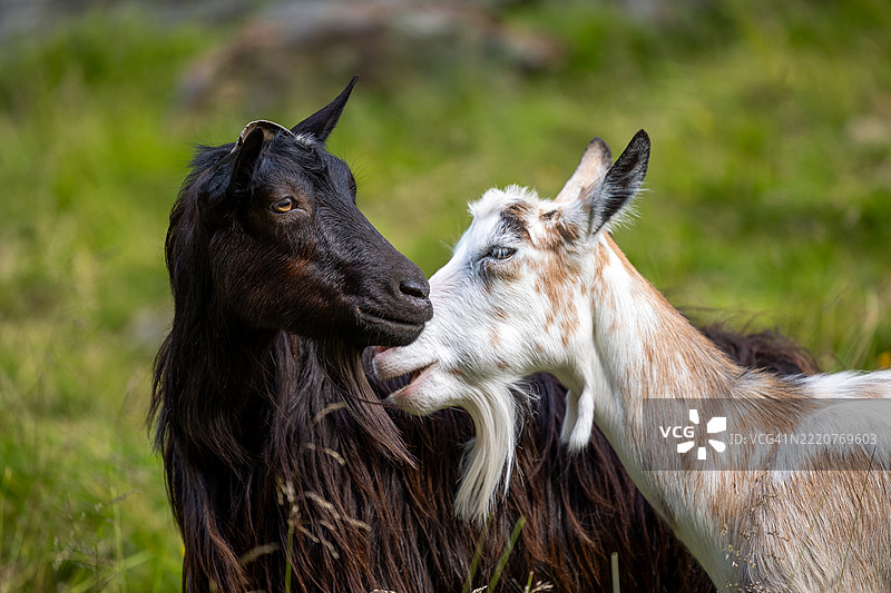 田野上山羊的特写镜头图片素材