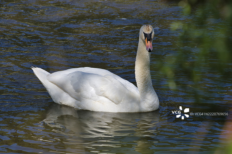 湖中游泳的无声天鹅特写镜头图片素材