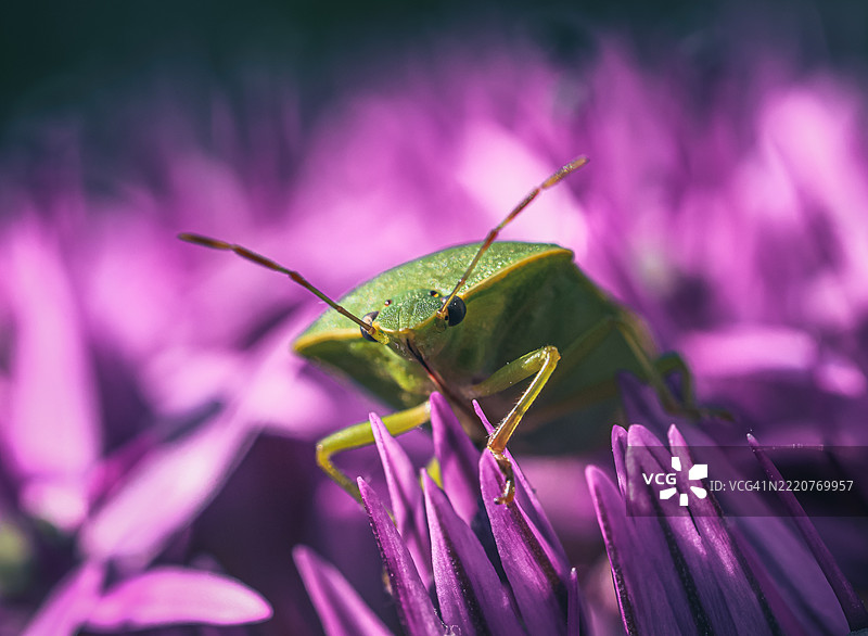 绿色臭虫特写在紫色葱球花上图片素材