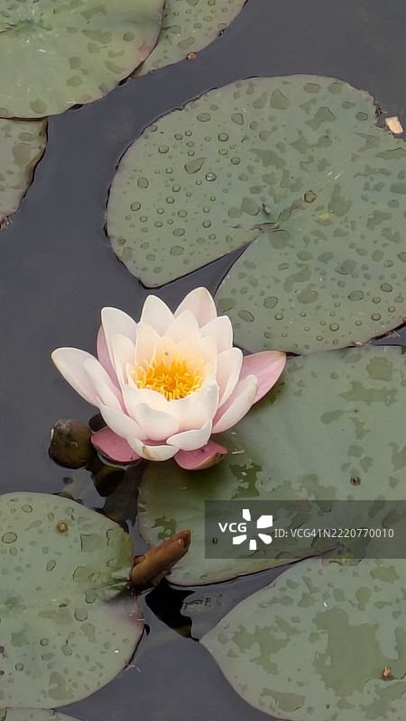 英国布莱克浦湖中的莲花特写图片素材