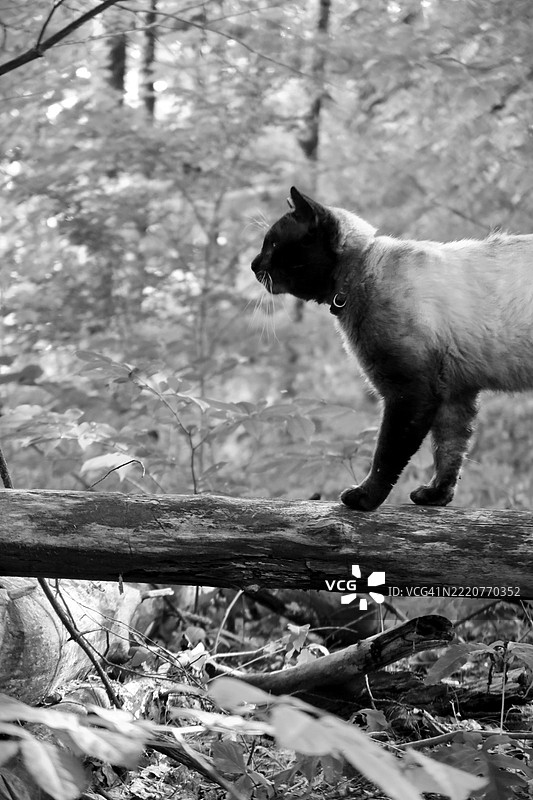 侧面视图的猫站在树上，克莱蒙特，新罕布什尔州，美国图片素材