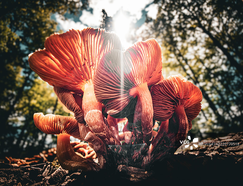 真菌合唱团在阳光下歌唱，密歇根州，美国图片素材