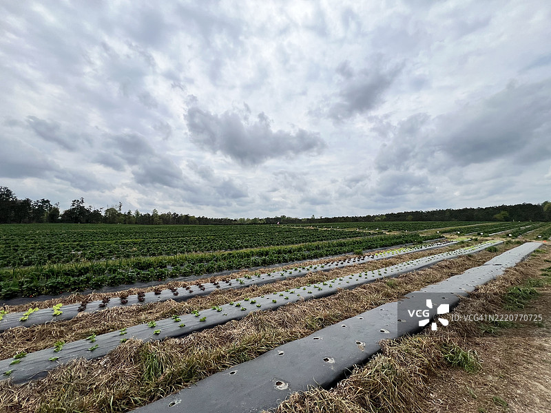 阿拉巴马州奇尔顿县的天空下的田野美景图片素材