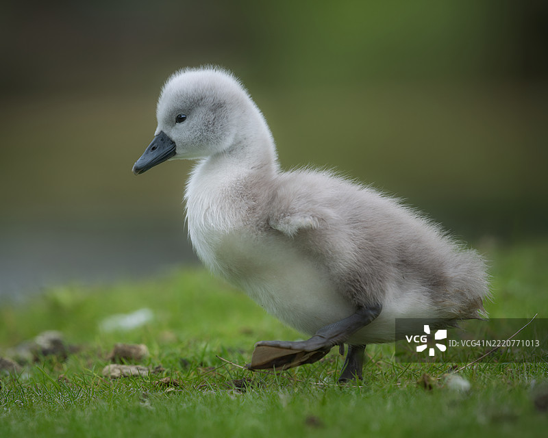 天鹅在田野上栖息的特写，英国，英国图片素材