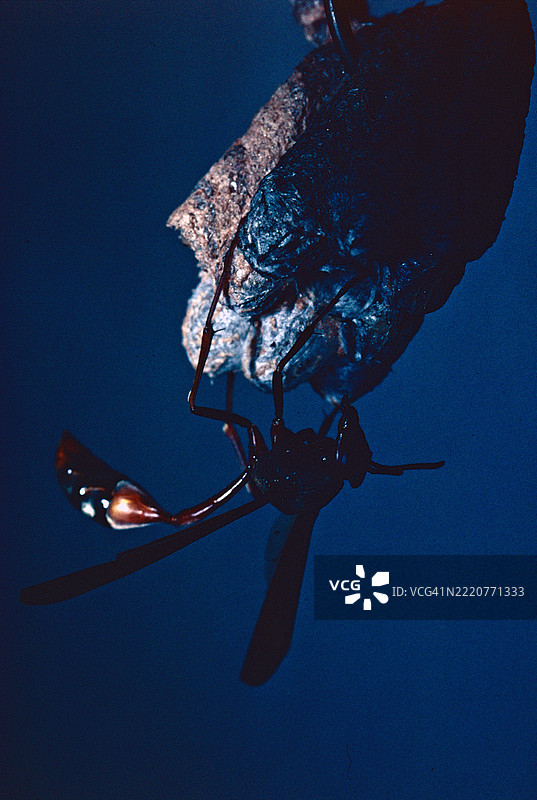 纸黄蜂图片素材