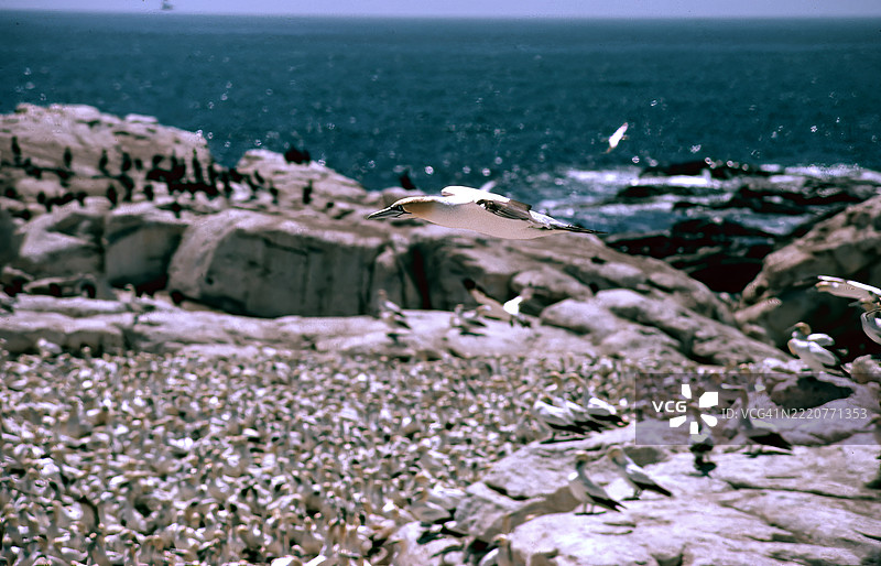 海鸥栖息地图片素材