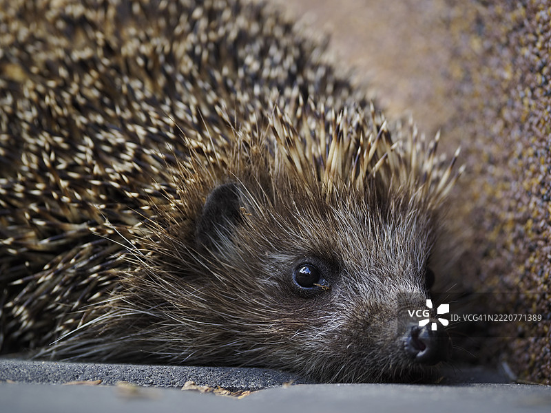 刺猬特写镜头图片素材