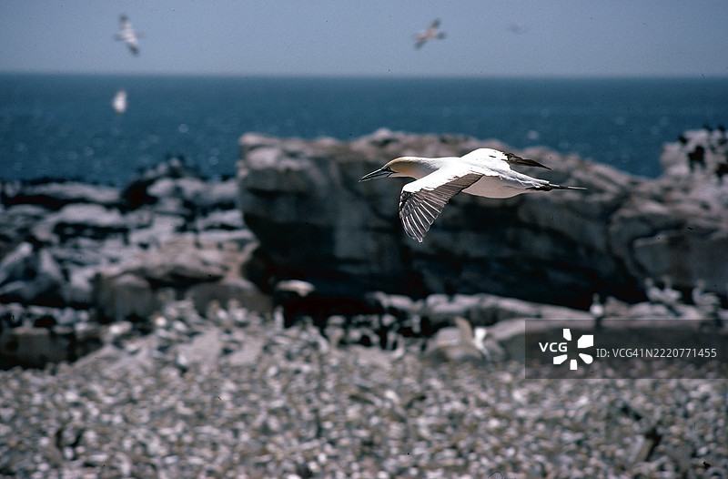 海鸥栖息地图片素材