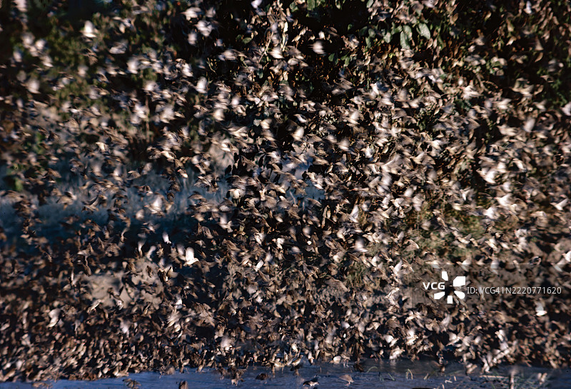 红头雀图片素材