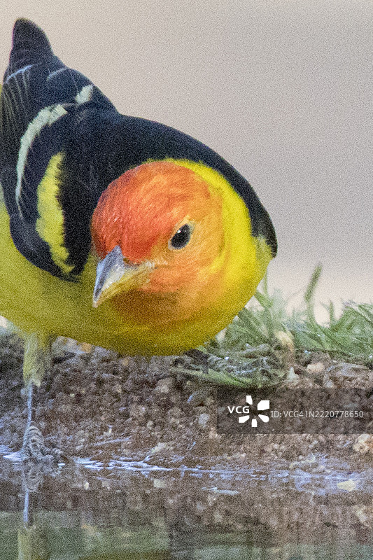 西部黄雀雄性特写图片素材