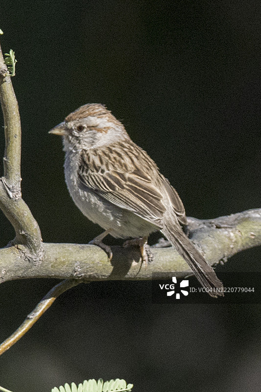 红翼雀栖息图片素材