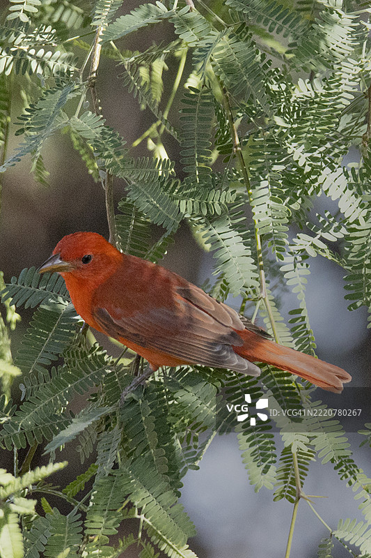 夏季红雀雄鸟栖息图片素材