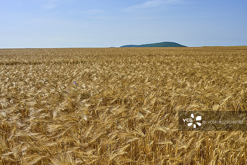 宽广的金色大麦田,蓝天清澈,地平线上有一座山丘,夏季,Germerode,Geo自然公园Frau-Holle-Land,Hoher Meissner,黑森州,德国,欧洲图片素材