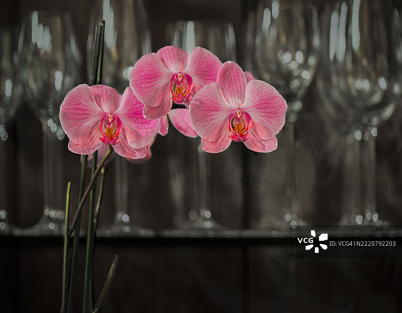 一些粉色兰花在一个摆满空酒杯的架子前面图片素材