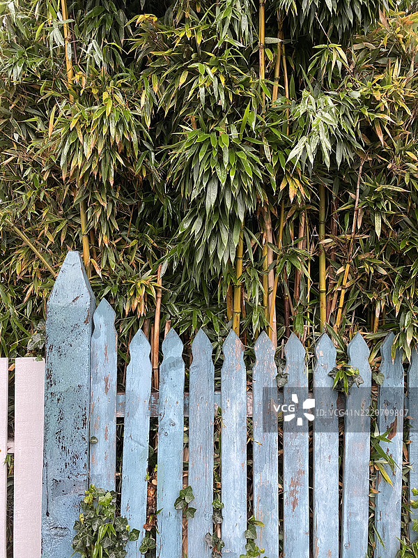 栅栏围绕着竹子树图片素材