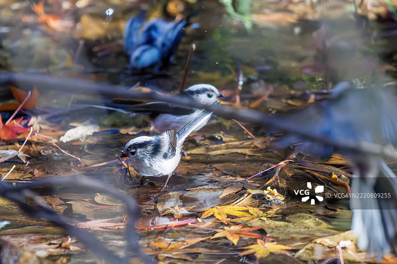 一群可爱的长尾山雀(Aegithalos caudatus,山雀科)和日本白眼(Zosterops Japonica,目白科)在拍打翅膀飞出,正在溪流中洗澡。图片素材