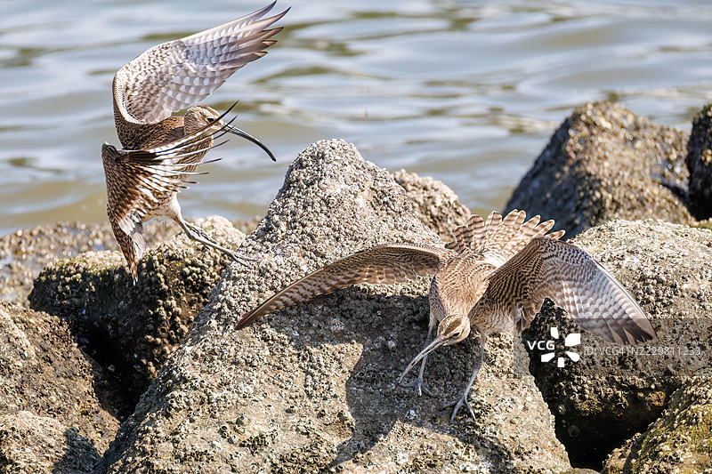 斑头鸻，学名：Numenius phaeopus。它们正在与同类争斗，拍打着翅膀飞出去。图片素材