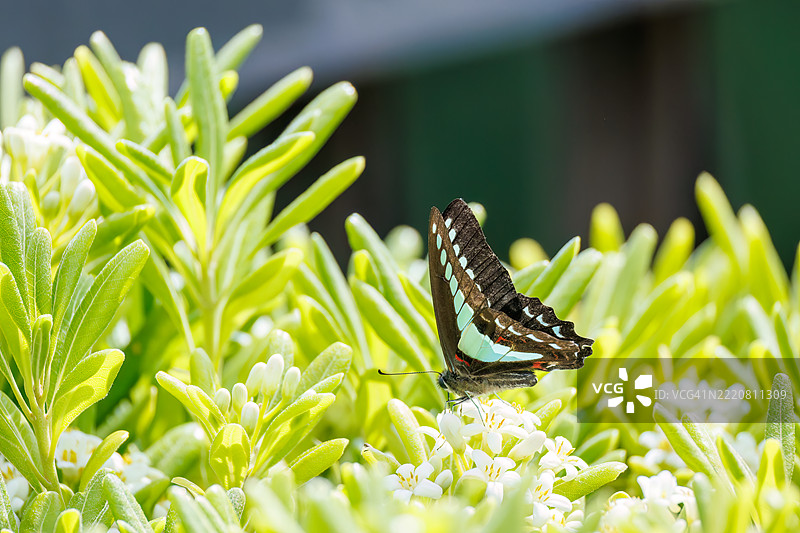 一只美丽的蓝斑凤蝶（Graphium sarpedon，凤蝶科）在花丛中翩翩起舞。图片素材