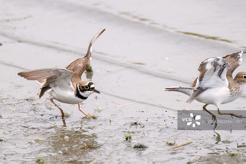 美丽的小环颈鸻(Charadrius dubius)。美丽的普通沙鸥(Actitis hypoleucos,属于鹬科)正在拍打翅膀飞出。它们正在打斗。图片素材