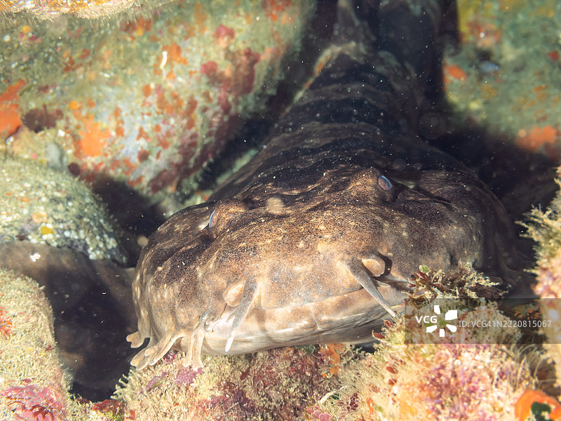 日本扁鲨，Orectolobus japonicus，鲨鱼，位于海洞中。它们通常生活在较深的水域，但在初夏时会来到浅海洞中产仔。图片素材