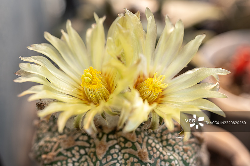盛开的美丽双黄花的星美人仙人掌特写。图片素材