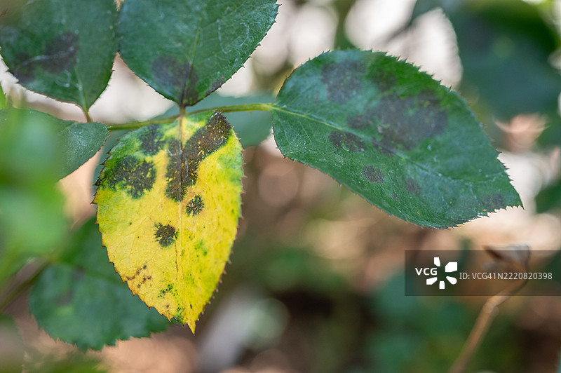 玫瑰叶子上的黑斑。黑斑是一种影响玫瑰的真菌病（Diplocarpon rosae）。图片素材
