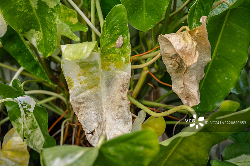 遭受日晒损伤的菲洛德伦植物。图片素材