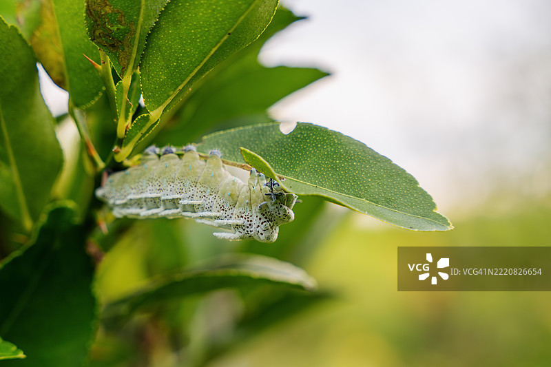 大型绿色亚特拉斯蛾幼虫在喂食酸橙叶图片素材