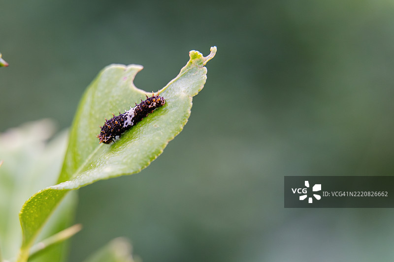 小青柠蝴蝶幼虫在青柠叶上图片素材