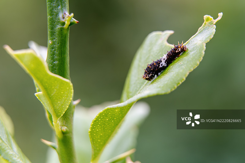 小青柠蝴蝶幼虫在青柠叶上图片素材