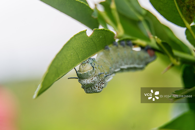 大型绿色亚特拉斯蛾幼虫在喂食酸橙叶图片素材