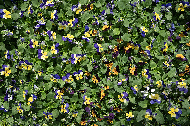 娇嫩的紫色和黄色花朵在郁郁葱葱的绿丛中图片素材