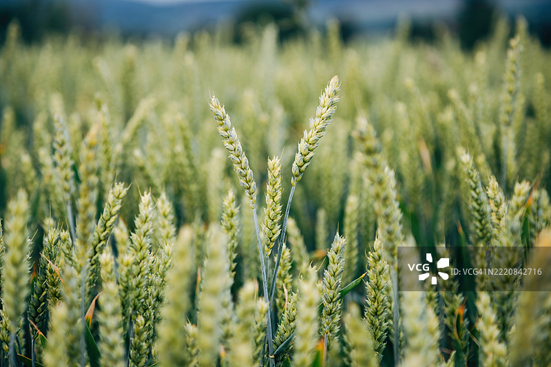 田野中的谷物生长图片素材
