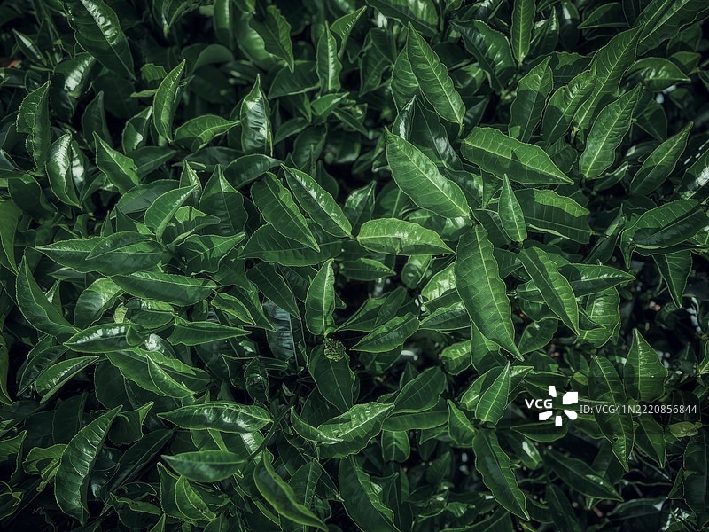 背景中充满深绿色叶子的茶园概念，热带叶子的绿色抽象纹理，自然背景。图片素材