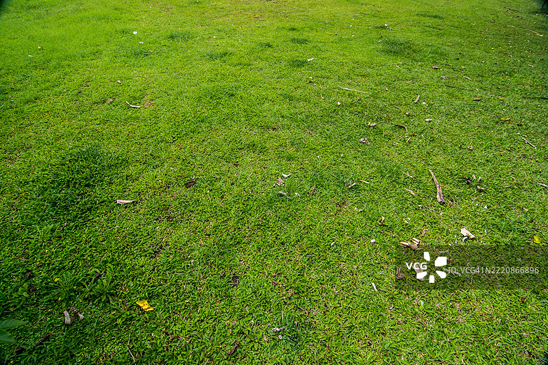 绿色草地背景纹理图片素材