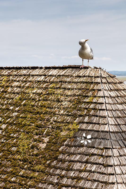 圣米歇尔山修道院屋顶上的海鸥图片素材