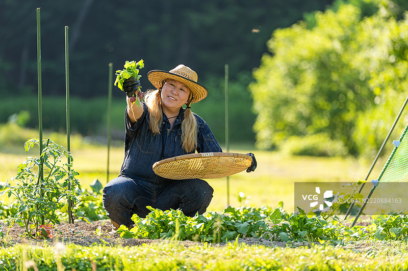 一位女性在自家庭院的菜园里收获萝卜图片素材
