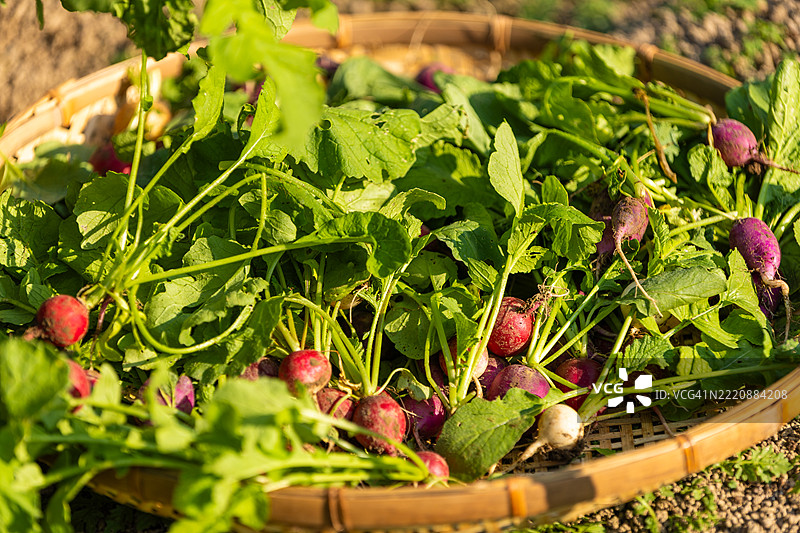近距离拍摄的大篮子里的收获萝卜图片素材
