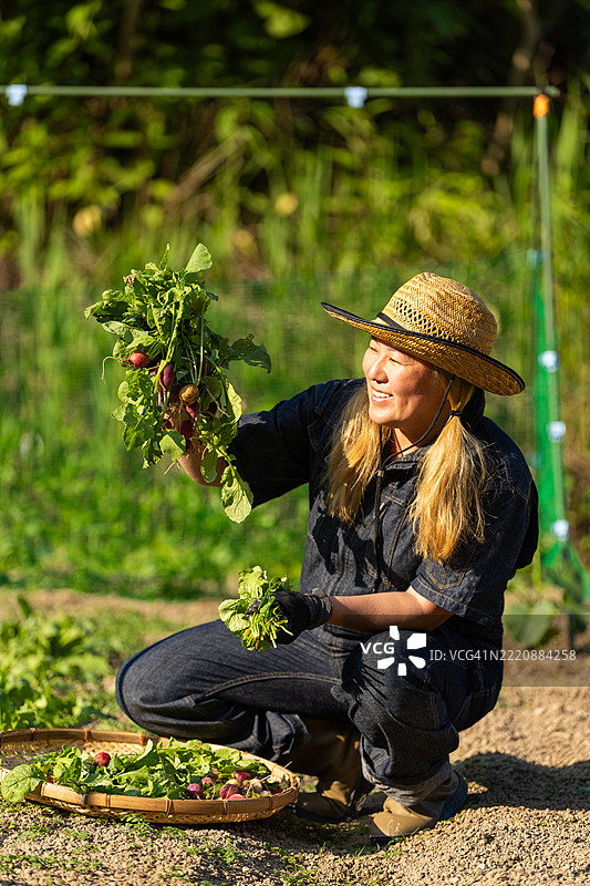 一位女性在自家庭院的菜园里收获萝卜图片素材