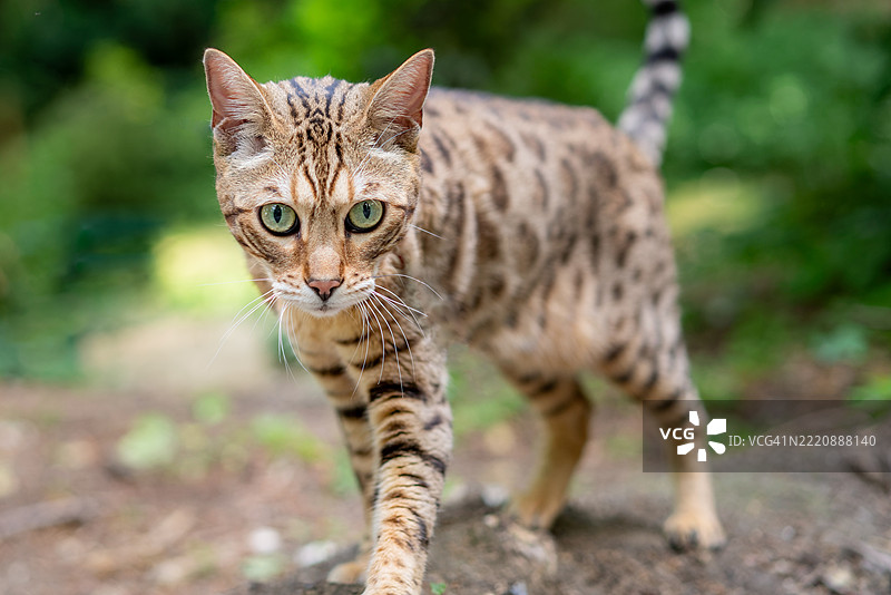 孟加拉猫在户外散步图片素材