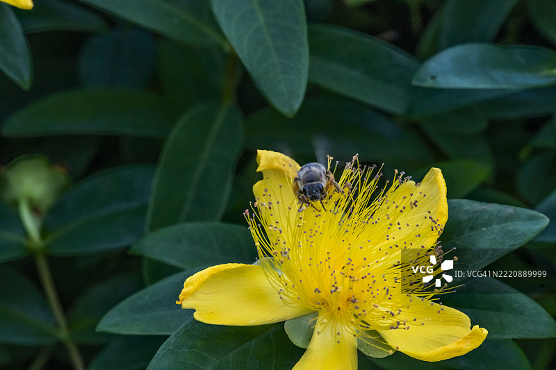 蜜蜂在大圣约翰草花周围飞舞图片素材