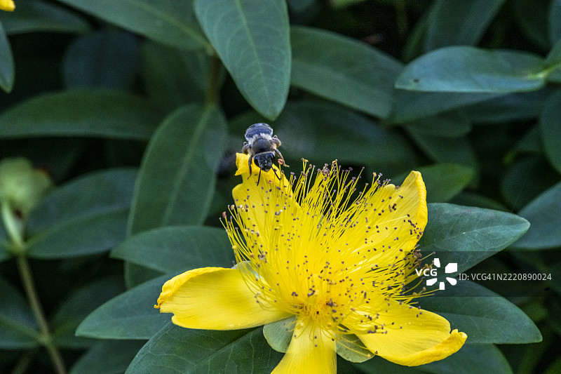 蜜蜂在大圣约翰草花周围飞舞图片素材