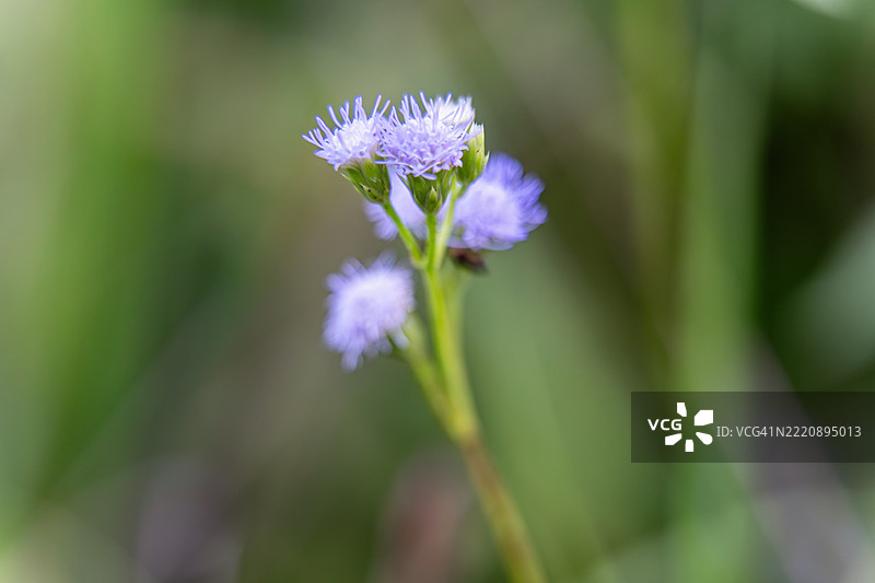 紫色的千日红花图片素材