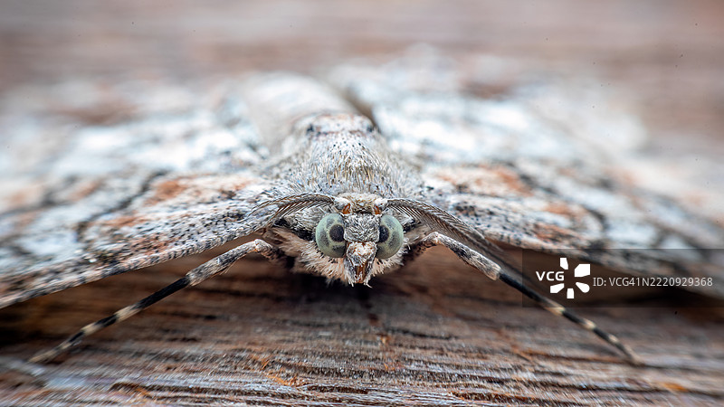 雄性菱形蛾（Peribatodes rhomboidaria）的头部图片素材
