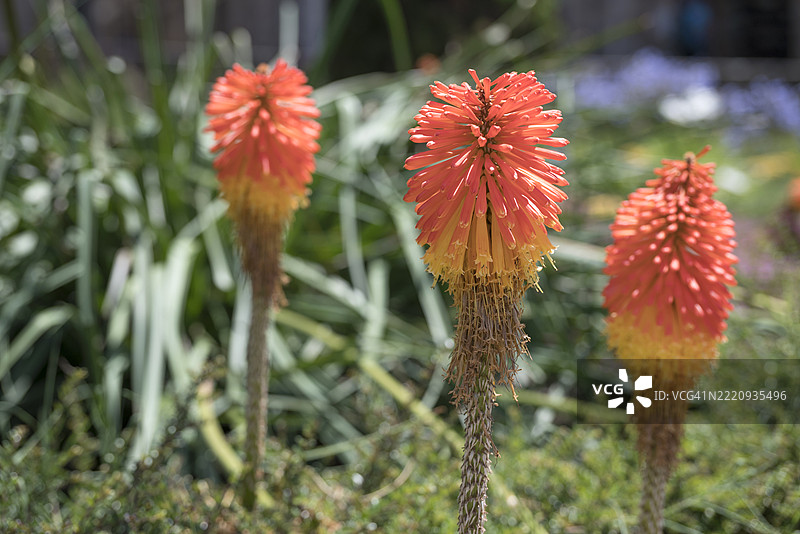 红热火箭花、三角花或火炬百合花（Kniphofia uvaria）在阳光明媚的日子里盛开图片素材